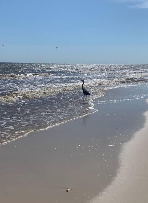 Pet Friendly Tranquil Cottage With Fire-Pit And Seasonal Hot Tub Sept-March Minutes To Beaches Dauphin Island Buitenkant foto